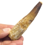 Гигантски Зъб от Спинозавър Saurishian Spinosaurids 