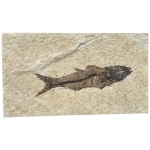 Праисторическа Риба Mioplosus 