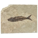 Праисторическа Риба Mioplosus