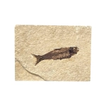 Праисторическа Риба Mioplosus