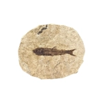 Праисторическа Риба Mioplosus