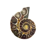 Калцитизиран Амонит Cleoniceras Cleon