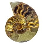 Калцитизиран Амонит Cleoniceras Cleon