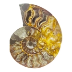 Калцитизиран Амонит Cleoniceras Cleon