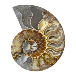 Калцитизиран Амонит Cleoniceras Cleon