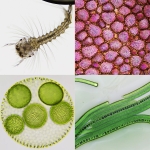 Стереомикроскоп Bresser Biorit ICD CS 5–20x LED