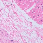 Биологичен цифров микроскоп MAGUS Bio D250TL LCD