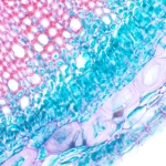 Биологичен цифров микроскоп MAGUS Bio D230T LCD