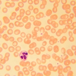 Биологичен цифров микроскоп MAGUS Bio D230T LCD