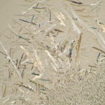 Биологичен цифров микроскоп MAGUS Bio D230T LCD