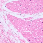 Биологичен цифров микроскоп MAGUS Bio D230TL LCD