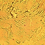 Металургичен цифров микроскоп MAGUS Metal D600 LCD