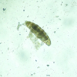 Биологичен инвертиран цифров микроскоп MAGUS Bio VD300 LCD