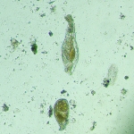 Биологичен инвертиран цифров микроскоп MAGUS Bio VD300 LCD