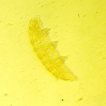 Биологичен инвертиран цифров микроскоп MAGUS Bio VD350 LCD