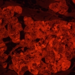 Флуоресцентен инвертиран цифров микроскоп MAGUS Lum VD500L LCD