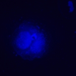 Флуоресцентен инвертиран цифров микроскоп MAGUS Lum VD500L LCD