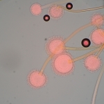 Биологичен микроскоп MAGUS Bio 270T