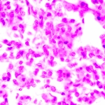 Биологичен микроскоп MAGUS Bio 270T