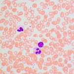 Биологичен микроскоп MAGUS Bio 270T