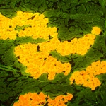 Флуоресцентен микроскоп MAGUS Lum 450L