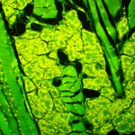 Флуоресцентен микроскоп MAGUS Lum 450L