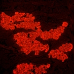 Флуоресцентен микроскоп MAGUS Lum 450L