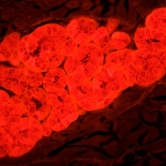 Флуоресцентен микроскоп MAGUS Lum 450L