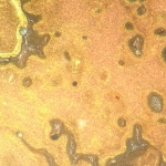 Металургичен инвертиран микроскоп MAGUS Metal V790 DIC