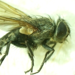 Стереомикроскоп MAGUS Stereo A6