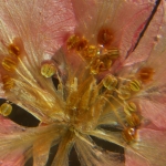 Стереомикроскоп MAGUS Stereo A6