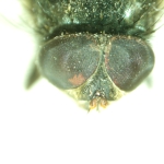 Стереомикроскоп MAGUS Stereo A8