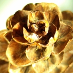 Стереомикроскоп MAGUS Stereo A18T