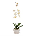 Орхидея бяла в саксия 45см.