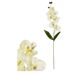 Цвете - Орхидея