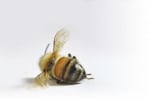 За една година популацията на пчели в САЩ е намаляла между 40% и 60%