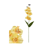 Цвете - Орхидея