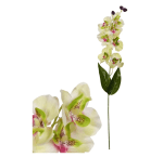 Цвете - Орхидея